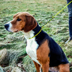 Dog leash Arts & Crafts Texsolvshop