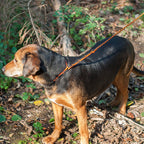 Hunting leash Arts & Crafts Texsolvshop