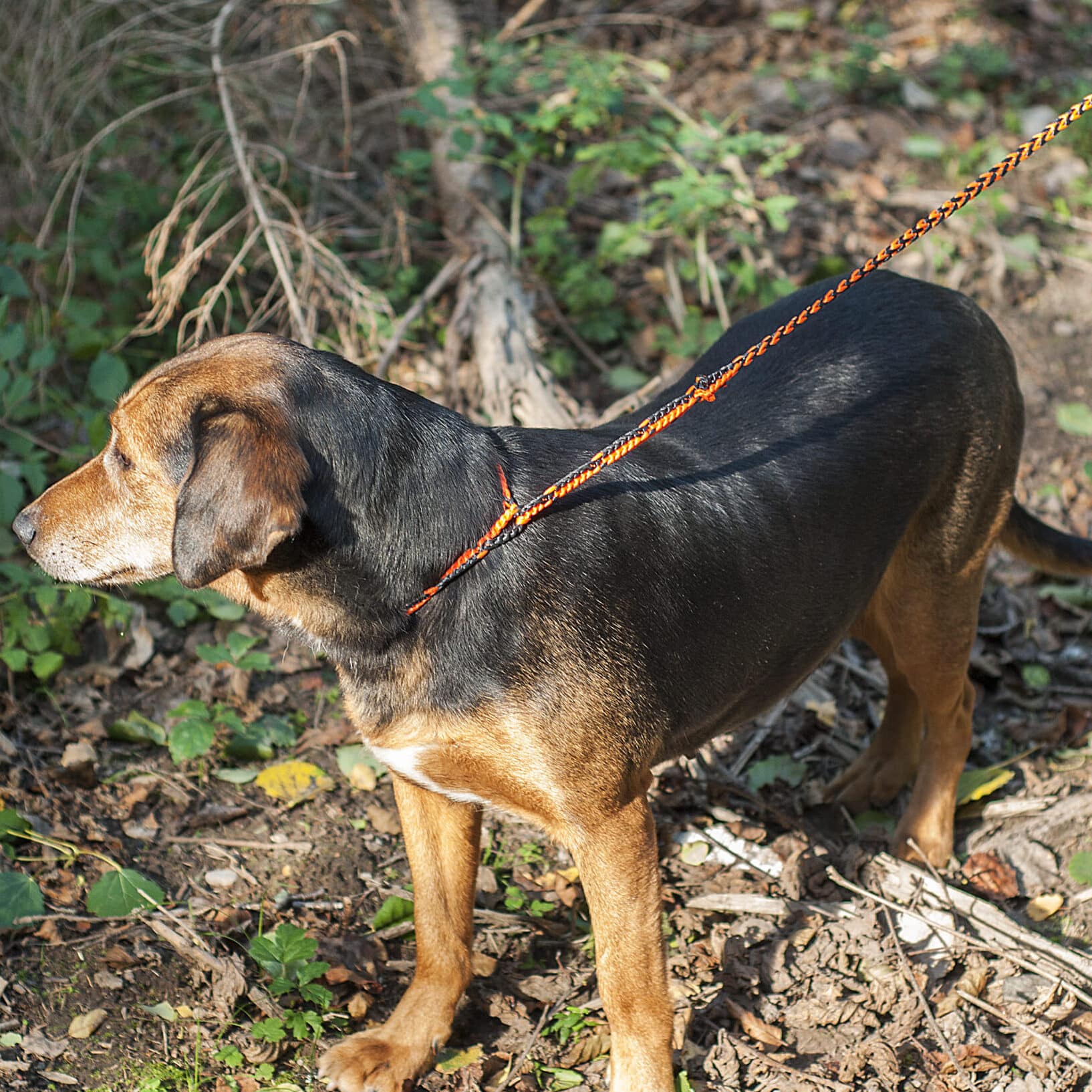 Hunting leash Arts & Crafts Texsolvshop