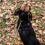 Dog leash Arts & Crafts Texsolvshop